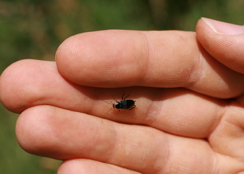 Waldschabe (Ectobius spec.) - © Emanuel Trummer